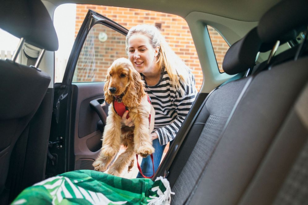 Door-to-Door Pet Transportation