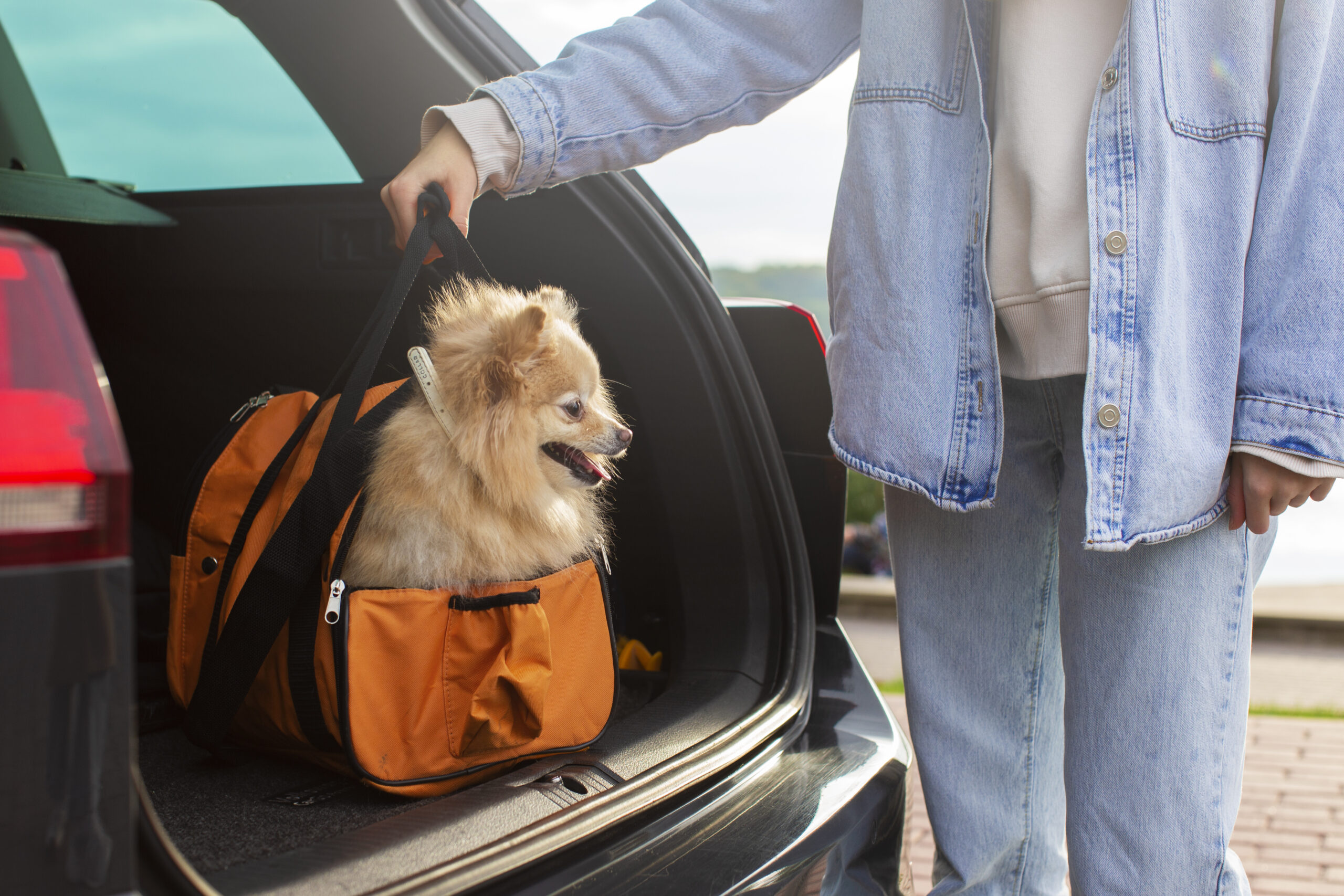 Pet Transport Services