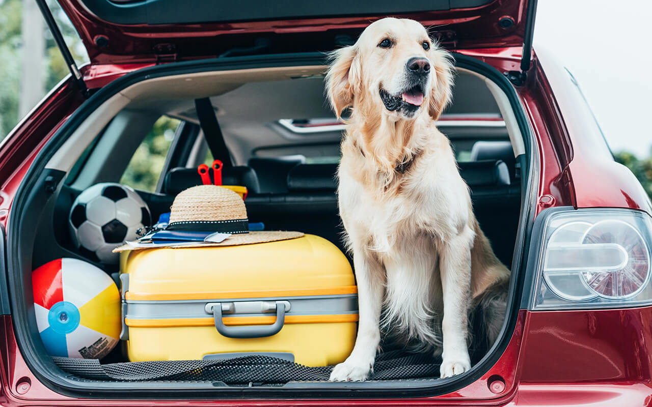 Pet Care Tips: How to Care for Your Pet During Long Road Trips