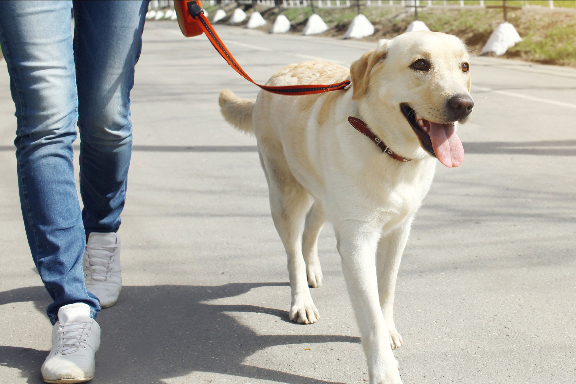 pet walking company