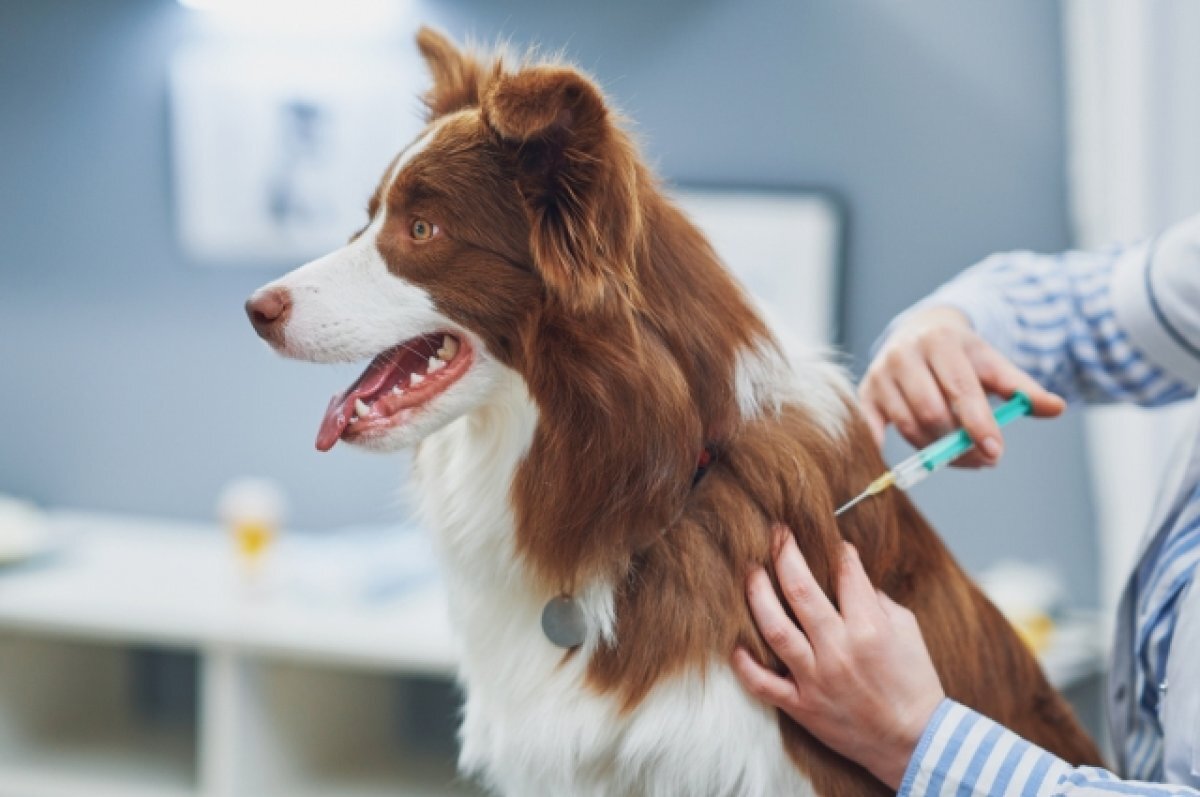 Pet Care