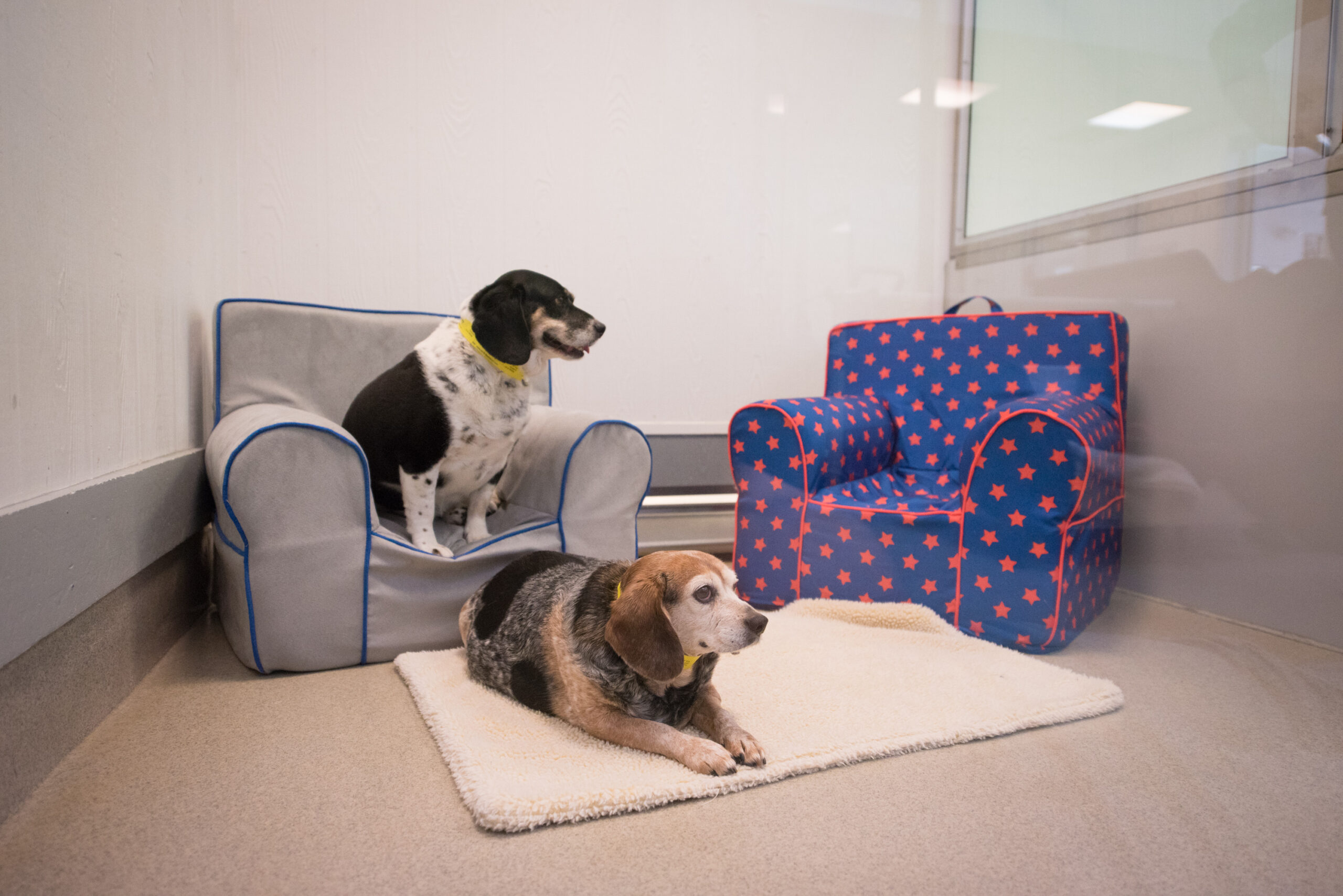 Pet Lodging
