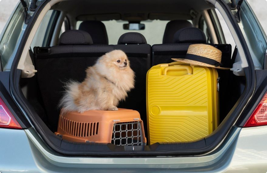 Pet Transportation
