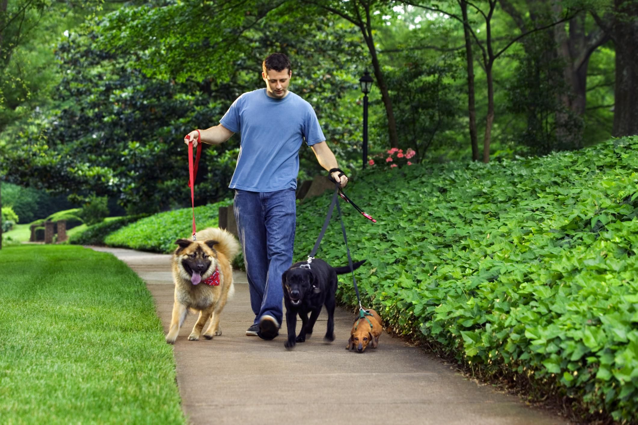 Pet Walking