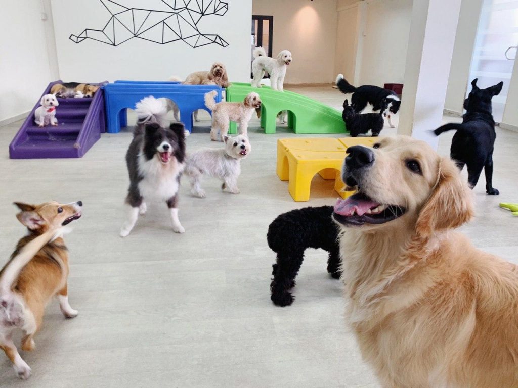 Pet Boarding Cost Explained: What You’re Actually Paying For