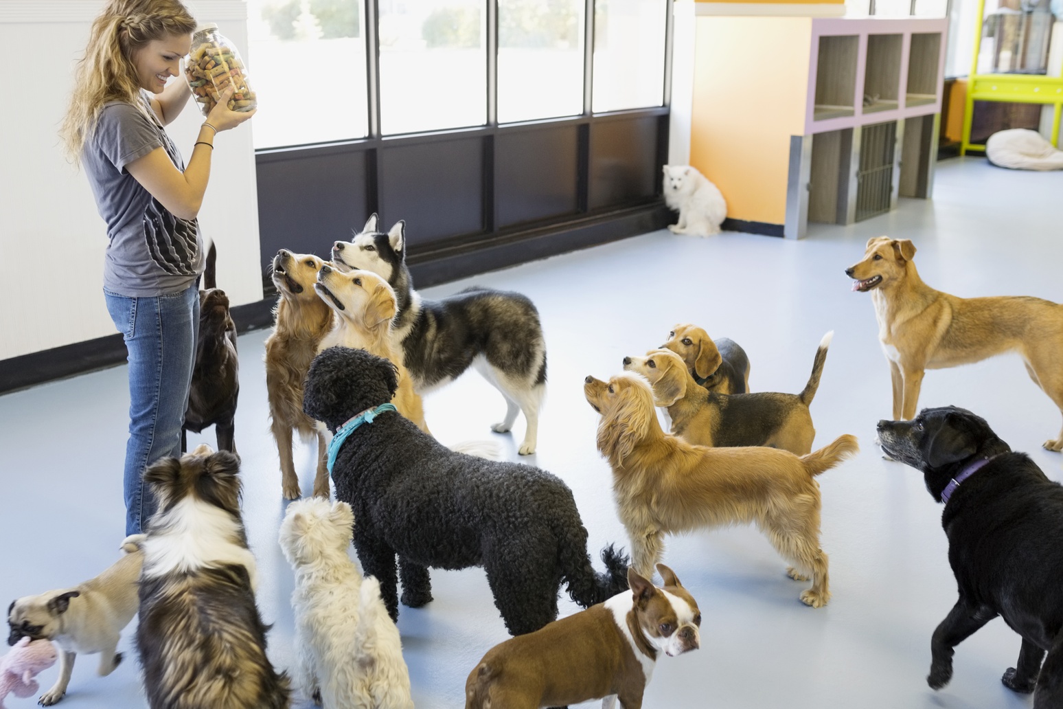 How Pet Daycare Helps with Separation Anxiety in Dogs
