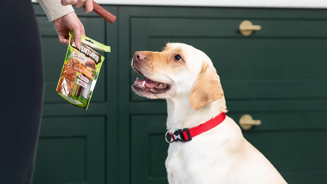 Healthy Pet Treats for Dogs