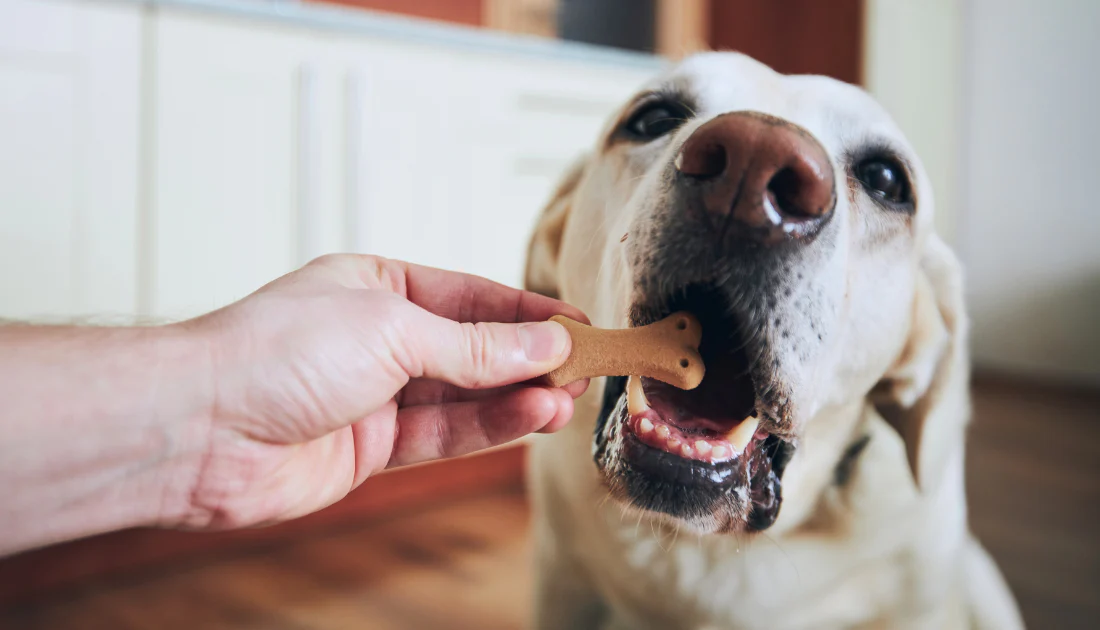 Dog Training Treats