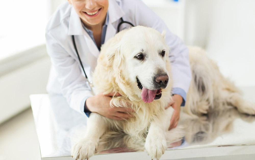 Pet Stress Tests