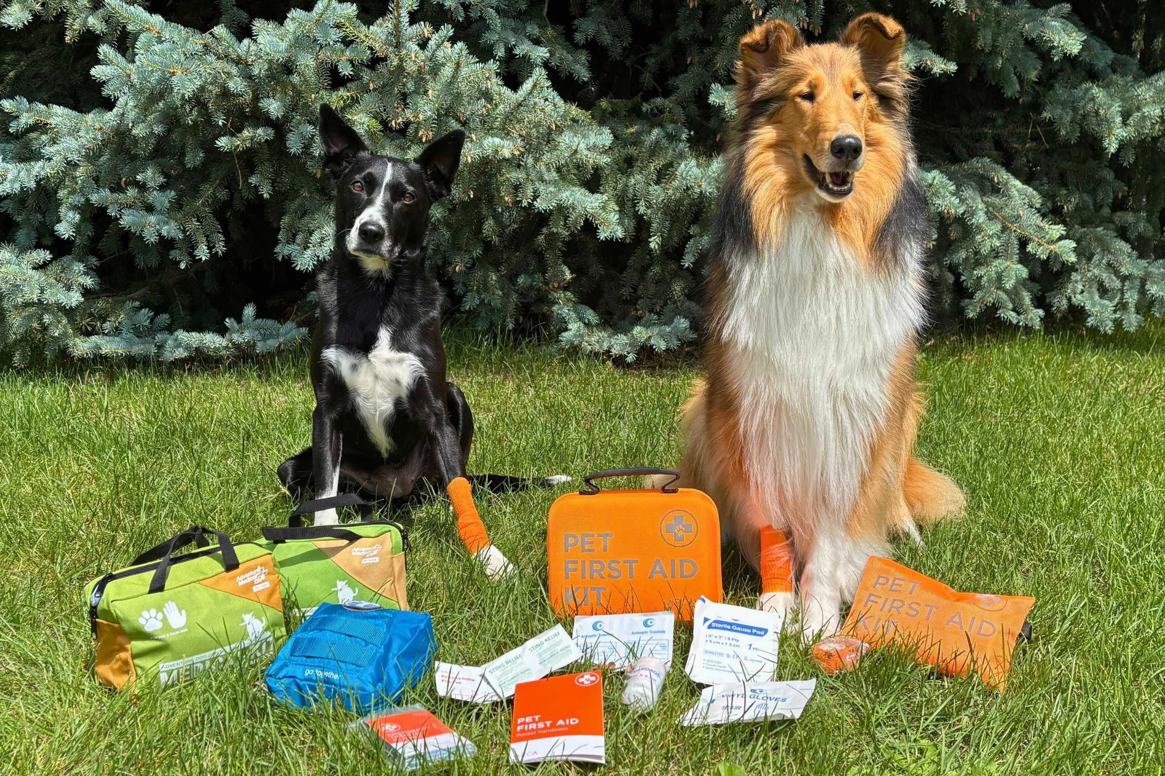 Dog First Aid