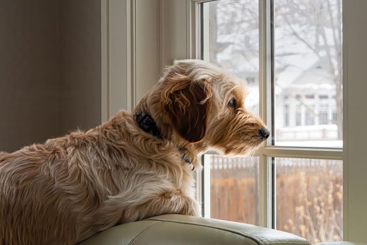 Dog Separation Anxiety
