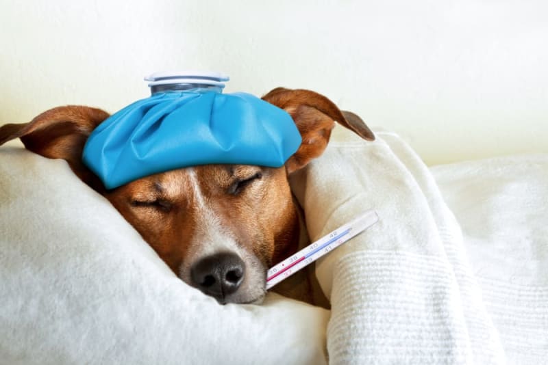Learn the signs your dog is sick with this complete guide. Spot symptoms early and know when your dog may need care or attention.
